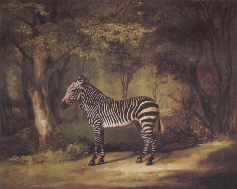 George Stubbs A Zebra France oil painting art